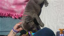 american pit bull puppy posted by Jones bully blues